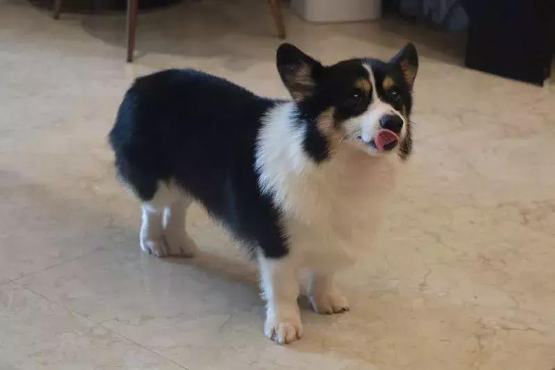 马克深圳最秀狗咖