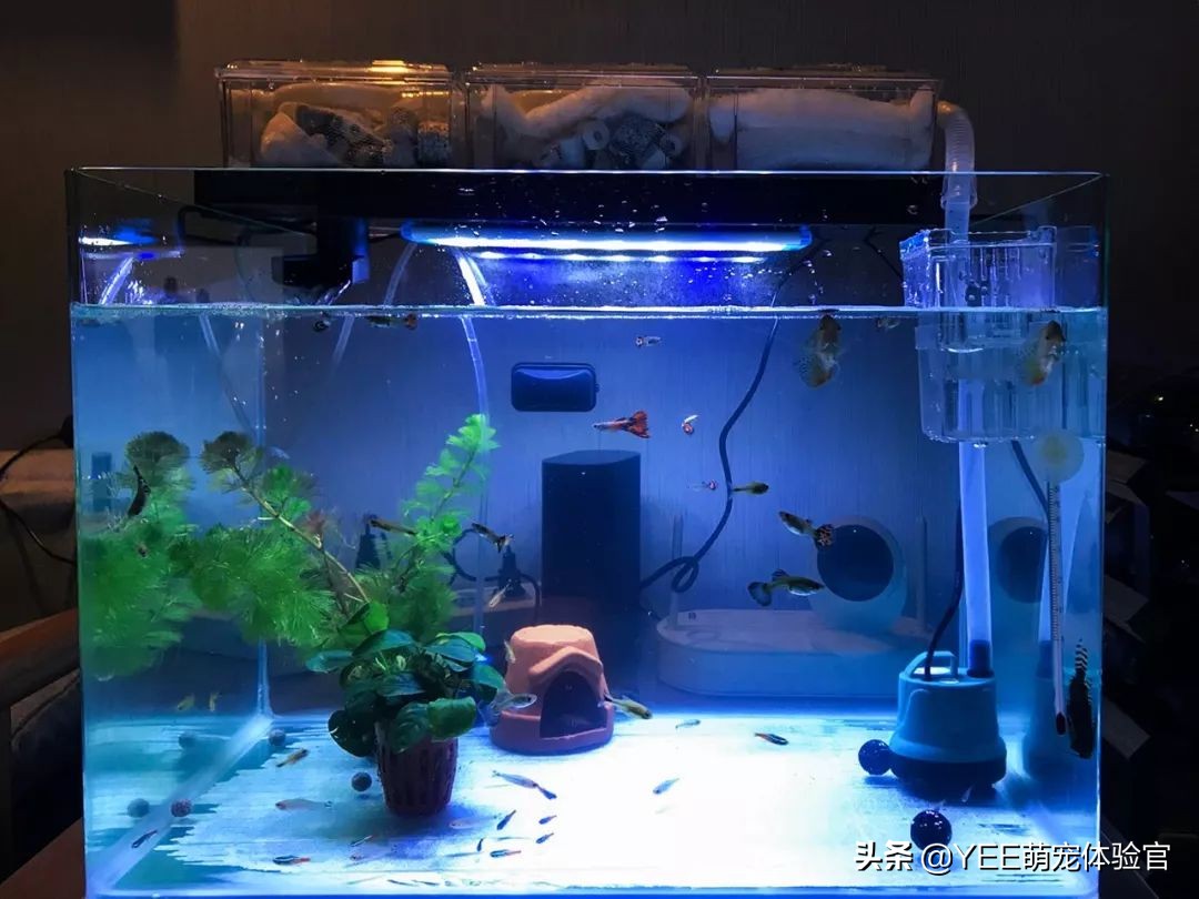 养鱼硝化细菌的正确使用方法,养鱼必备硝化细菌