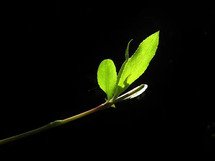 怎么拍出背景是黑色的人物照片,苹果手机如何拍出黑色背景照片