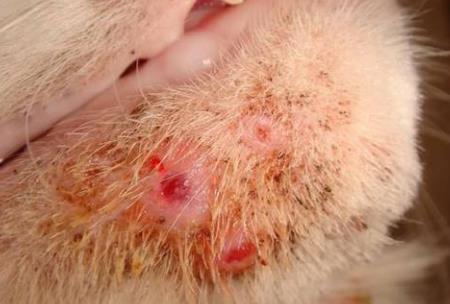 猫咪长黑头是什么原因,普通猫咪有黑头吗