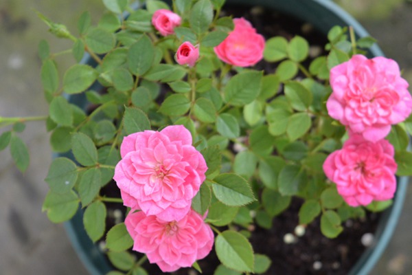 微月“恋人印记”花色非常的多变，一株花上同时出现多种花色