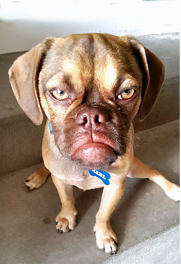 沙彤趣谈“狗性”