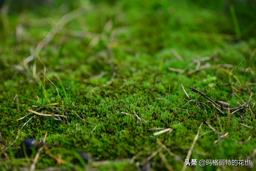 种植苔藓养护方法,苔藓怎么养护才能长得好