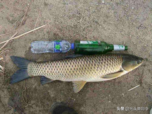 阿魏秘诱小药野钓效果咋样,野钓鲫鱼用什么小药最合适