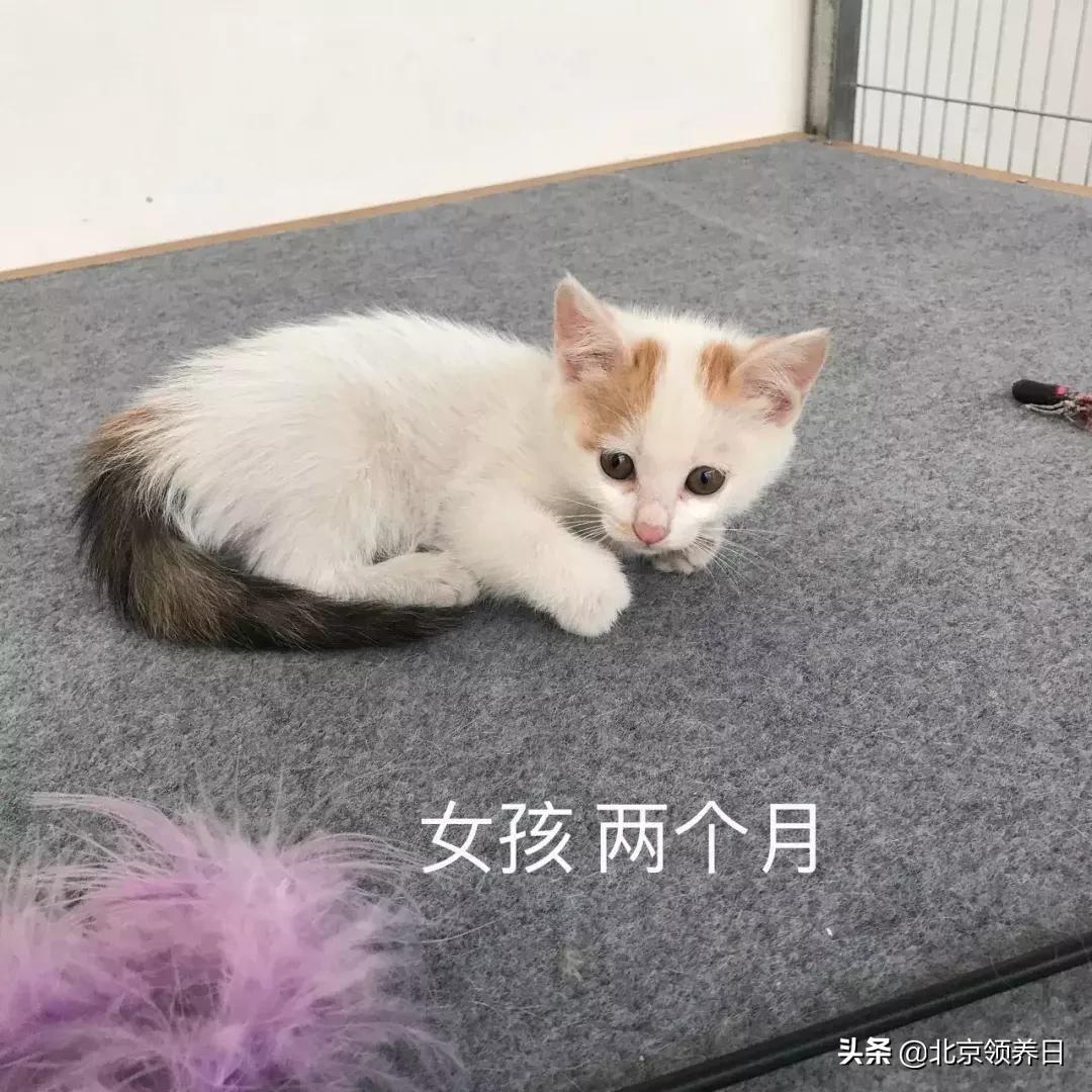 #领养代替购买#给它们一个家|线上宠物领养日,20190608加场