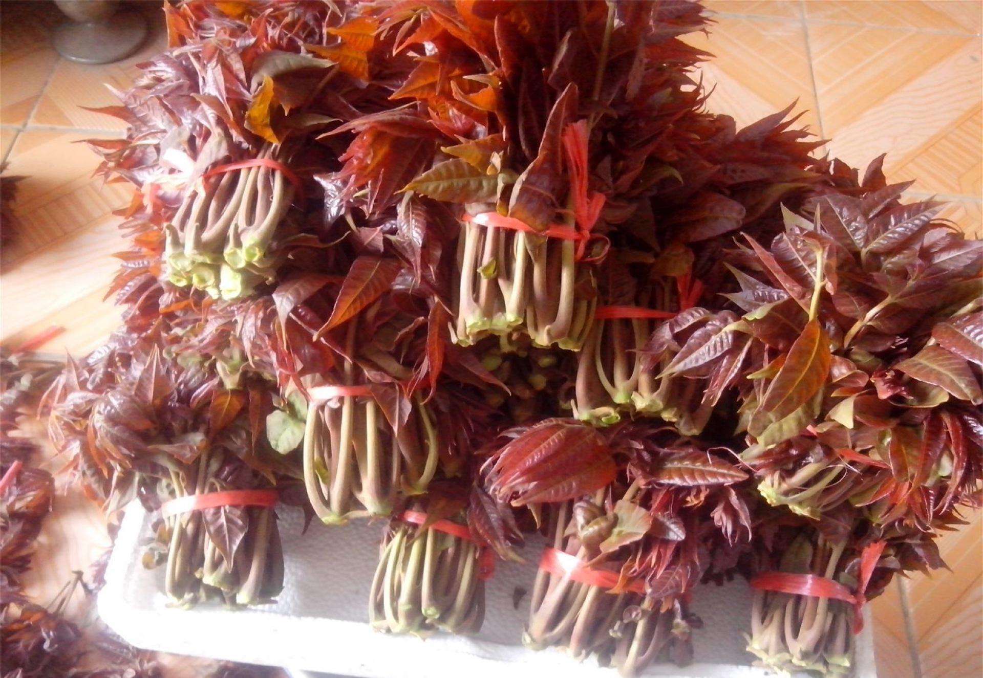 香椿大棚种植技术果树品种,大棚香椿高产栽培技术