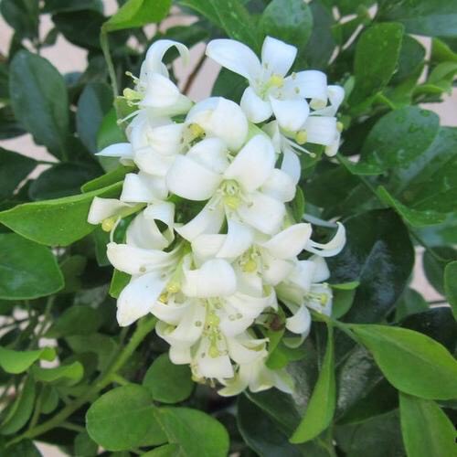 室内最好养的开花带香味的植物,适合室内养的开花非常香的植物