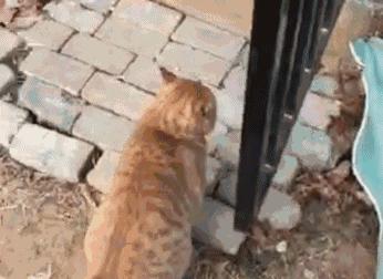 你知道猫咪胡须的秘密么,捡到猫咪的胡子有什么寓意