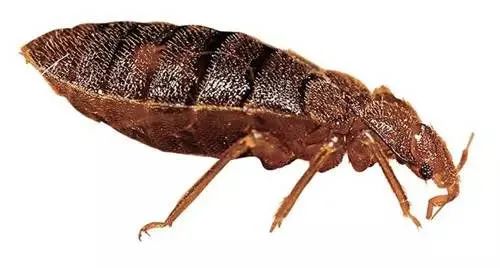 春天驱虫的生活小妙招,驱虫春季宠物