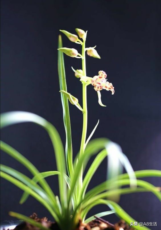 蕙兰兰花品种排名,蕙兰花精品品种