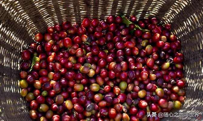 咖啡从采摘到制作过程视频,咖啡采摘加工过程