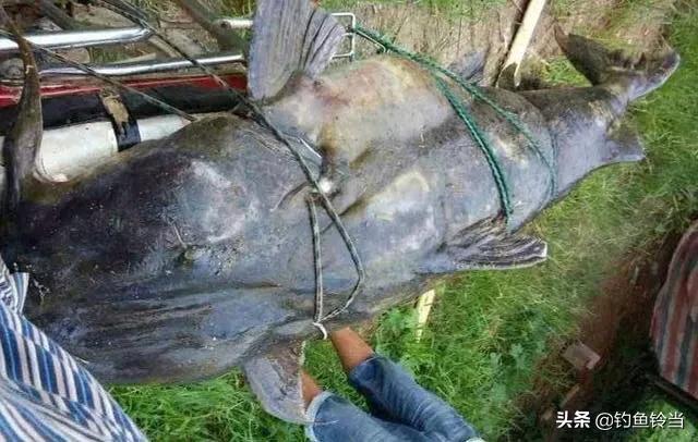 珠江有一种像刀一样的鱼,珠江300斤以上的鱼