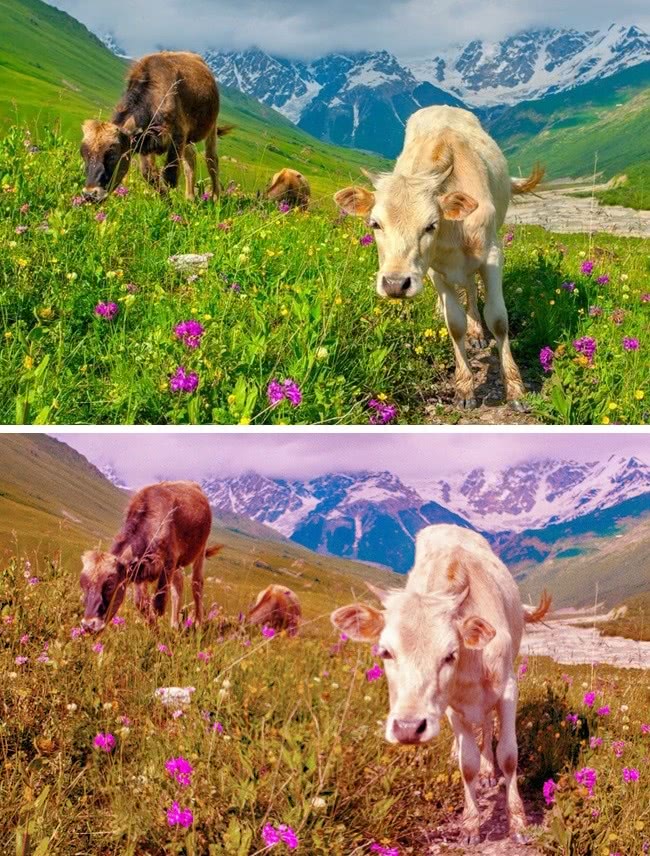 动物世界视力最好的动物,动物界中哪种动物视力最好