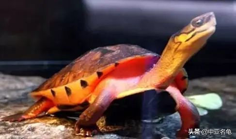 新手养水龟最好养什么龟,新手养半水龟哪个品种好