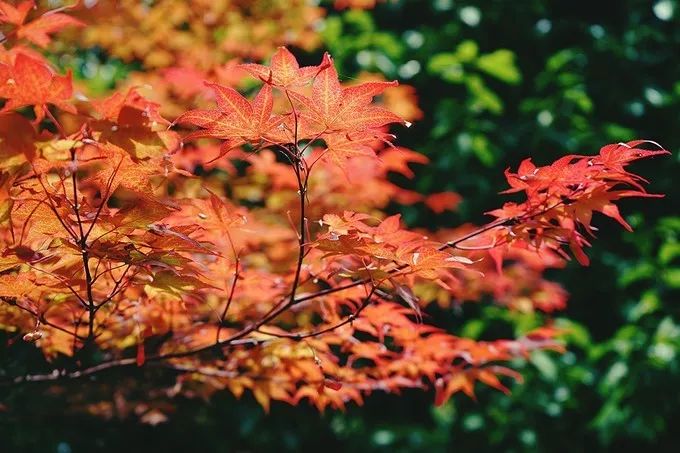 不一样的大阪三日游,瑠璃一束光,值得一来再来