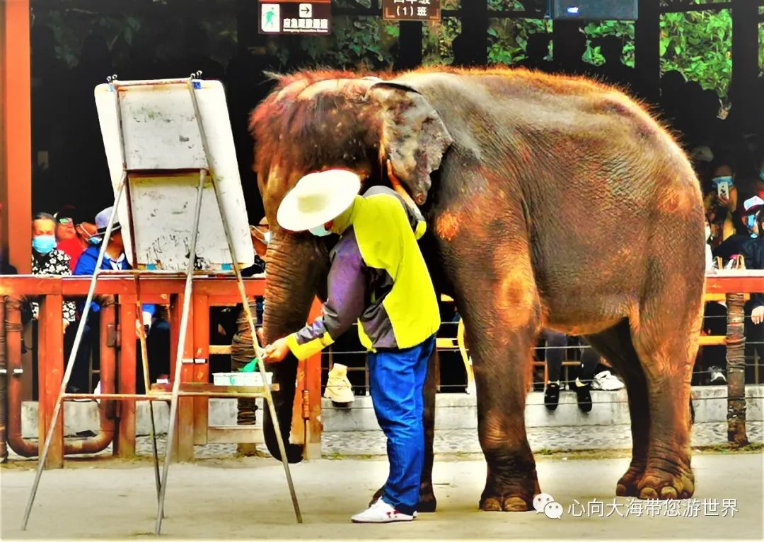 彩云之南版纳行,版纳之旅看大象