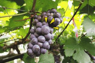 为什么美国人切除子宫,美国七八十年代子宫切除