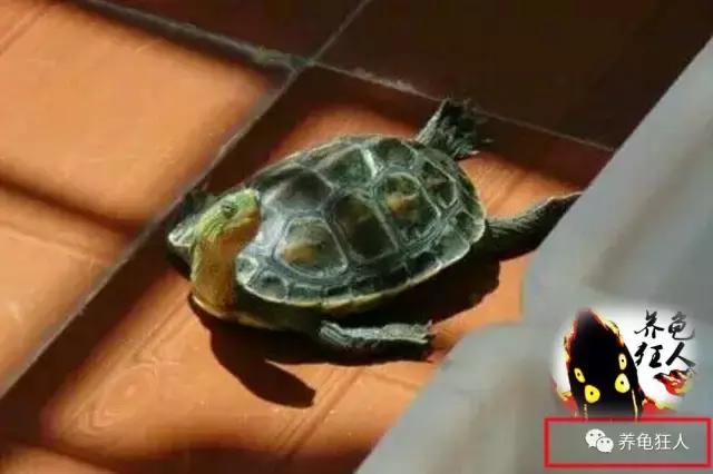 南石龟草龟花龟哪个体型大,草龟花龟珍珠龟哪个更好养