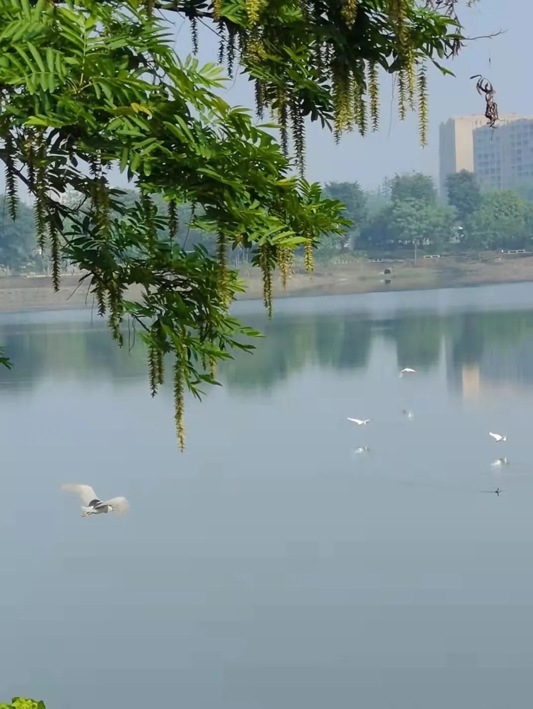 珍稀鸟类现身成都,在双流春游看花