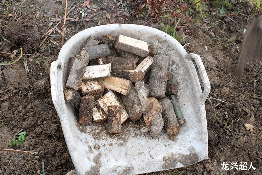 安徽道地药材天麻,天麻的道地药材