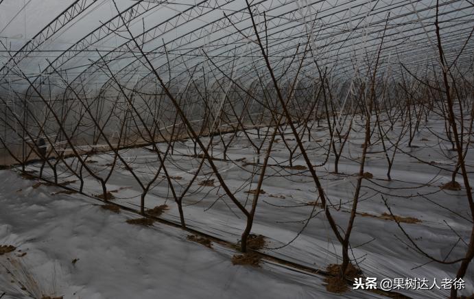 大棚桃怎么提高品质,种大棚桃子有前景吗