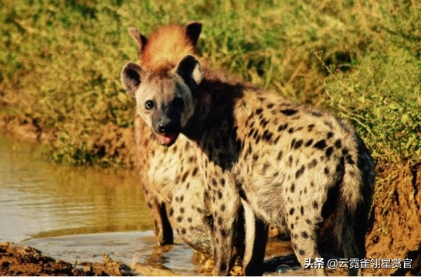 狮子是草原之王猫科动物吗,狮子是草原之王还是森林之王