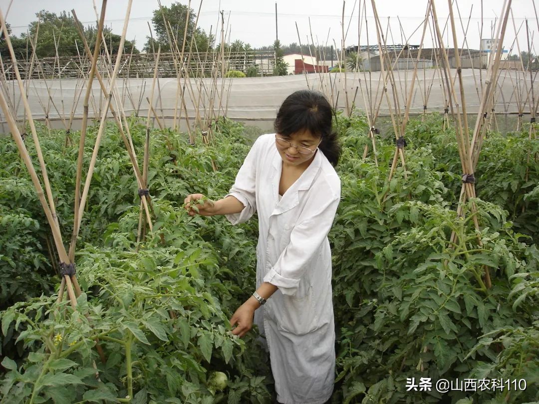 棚菜土壤消毒剂的科学选用‖石灰氮