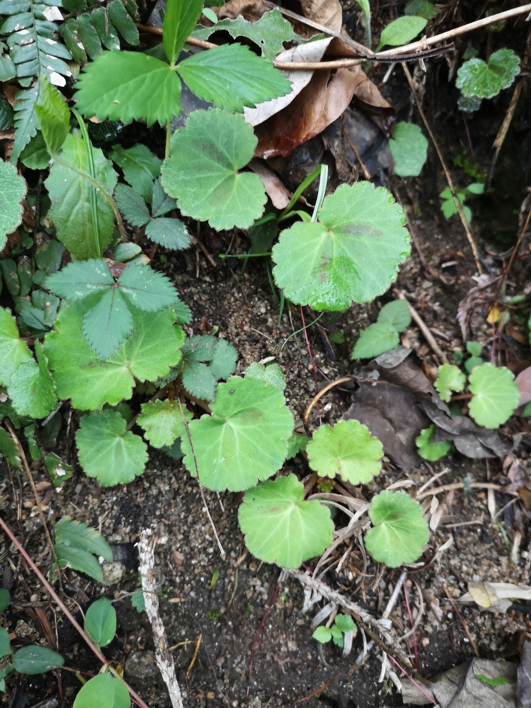 竹林深处探宝——只为了那一棵黄精