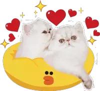 严重脱发快秃了怎么办,第一批90后秃头怎么办