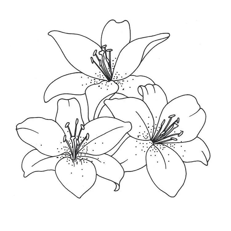 白描花卉线稿初学者,100幅白描花卉图片