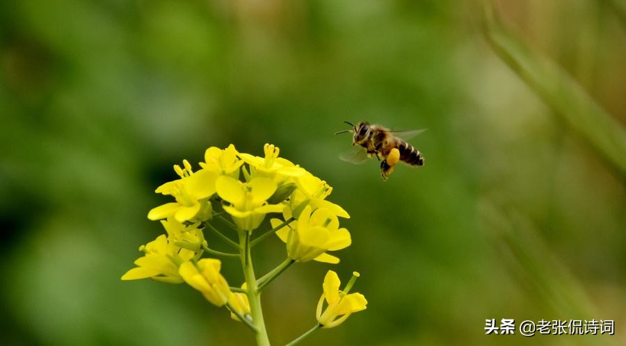 落榜诗人写千古名诗,诗人考取进士后写的诗