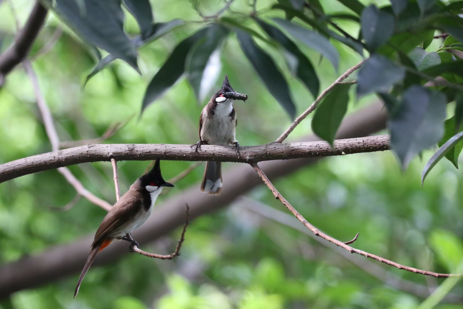 景美人善！我红耳鹎成都“安家”日常曝光