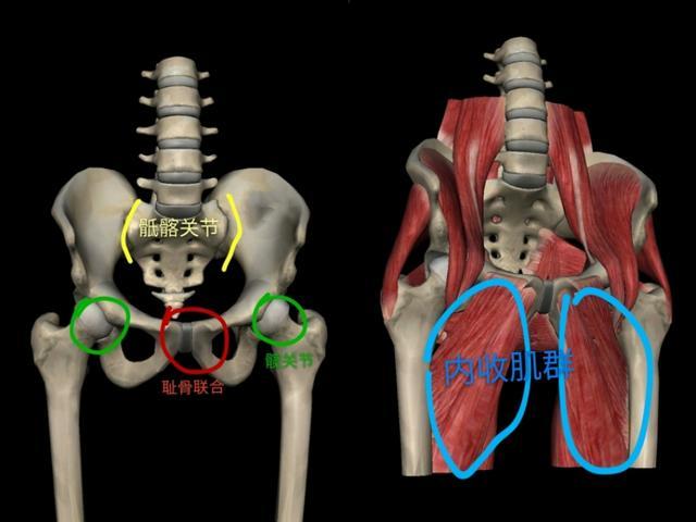 瑜伽侧压一字马,练瑜伽压青蛙趴的痛苦