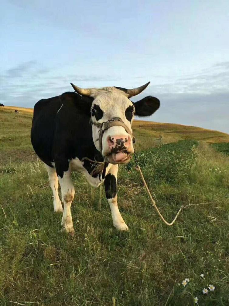 张北草原天路两日游攻略图片,丰宁坝上草原天路和张北草原天路