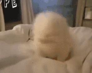 狗狗感冒好了没几天又感冒了,狗狗感冒好了之后还是没精神