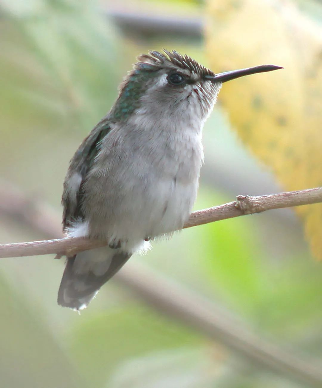 吸蜜蜂鸟：惊艳森林的彩虹小宝石