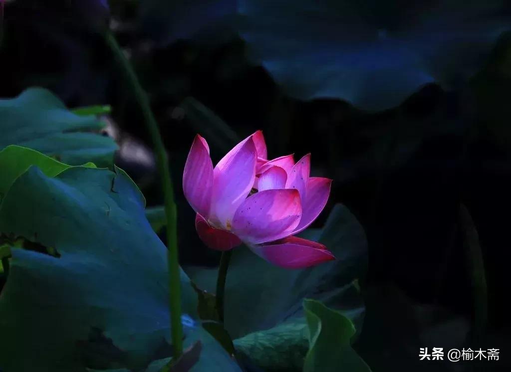 夏夜诗词佳句:松间小槛接波平,月澹烟沉暑气清