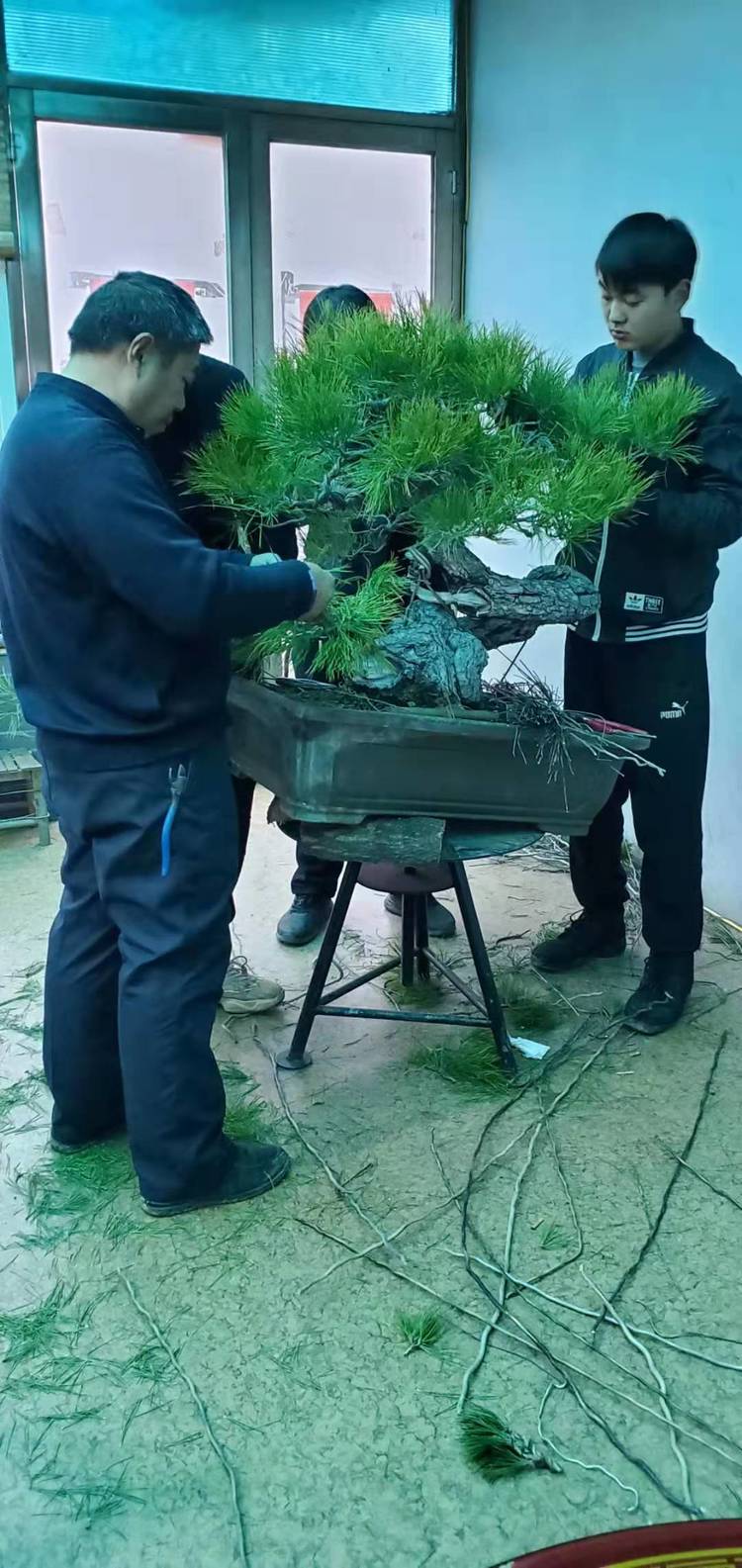 金奖精品黑松盆景 (日本国风展黑松盆景高清图)