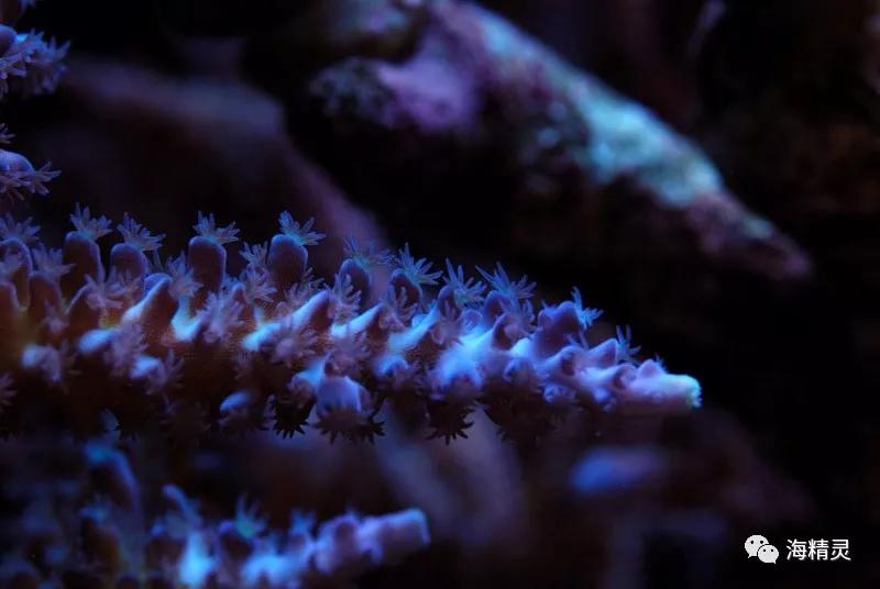 为什么容易爆藻,为什么有的人对鱼那么痴迷