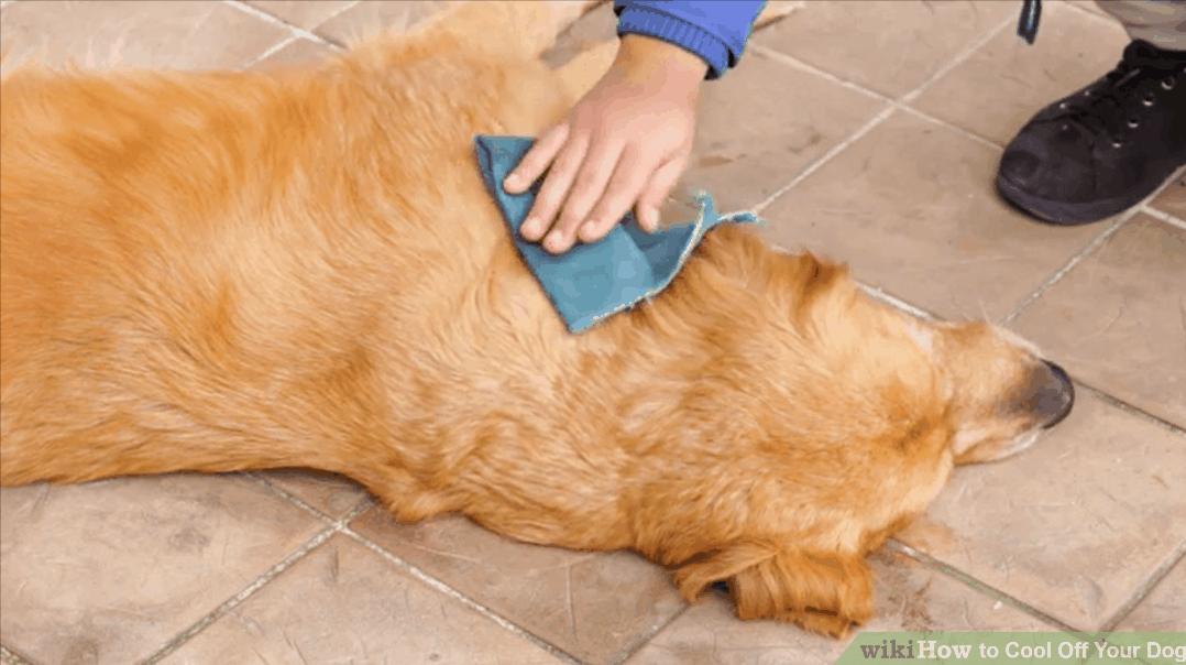 好好的狗怎么会得狂犬病,狗子中暑了