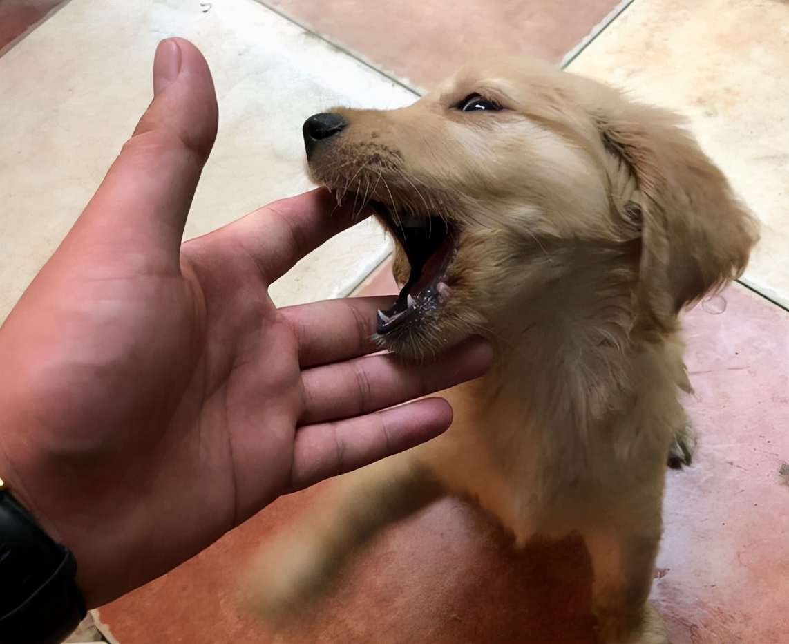 经常打狗狗会有这些后果,经常打狗狗好不好呀