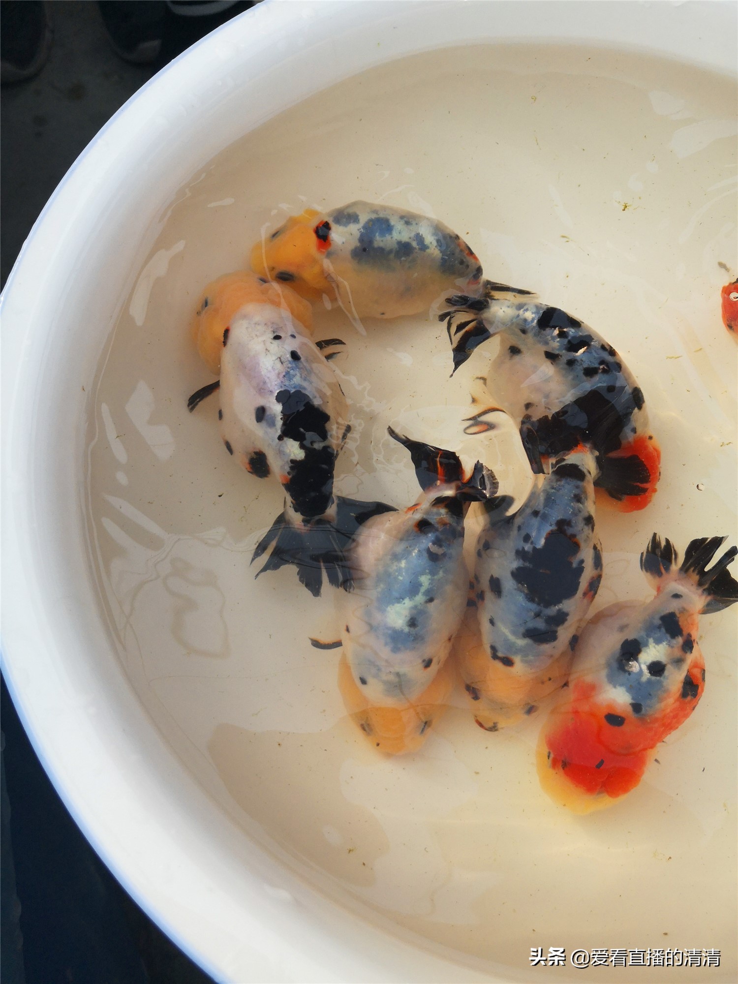 家里面养几条小金鱼好,家里养小金鱼几条最合适