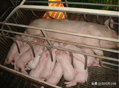 针对母猪产后“三联症”这里有妙招