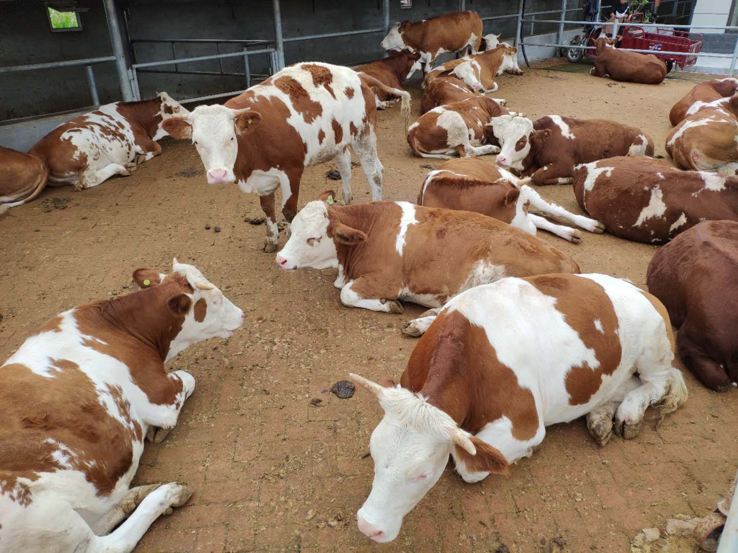 养母牛赚钱要靠什么,散养牛一般能赚多少钱呢视频