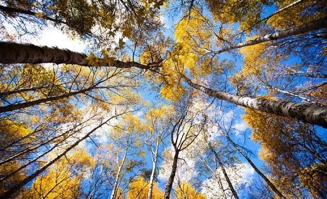 传疯了！北京第一美女找工作，简历惊呆全国！