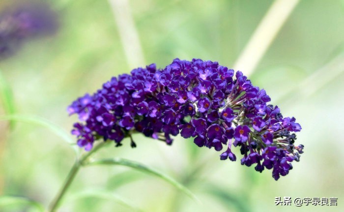 很有深意的句子，有些东西，并不是越浓越好，要恰到好处