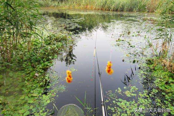 野钓冬季大鲫鱼最佳饵料,秋天野钓大板鲫的饵料
