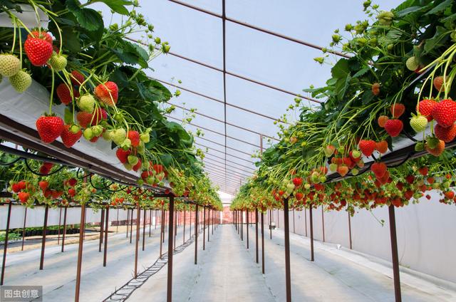 立体无土栽培草莓,设施草莓的种植方法