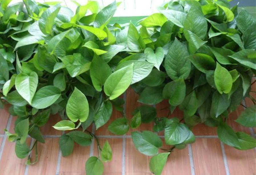 绿萝换盆后施肥过多黄叶怎么办,绿萝黄叶蔫了能换土吗