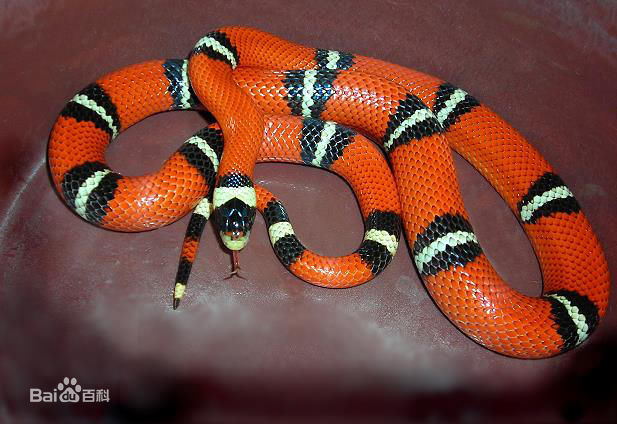 冷血精神病有感情吗,冷血精神病治疗